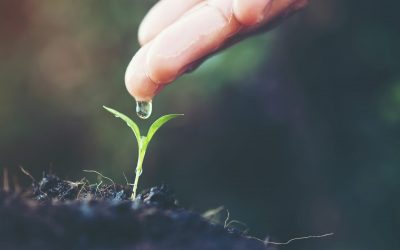 close up woman hand watering a green young plant